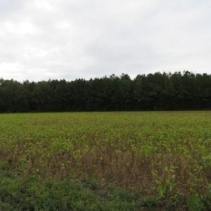 Photo of UNDER CONTRACT!  61.19 Acres of Farm and Timber Land For Sale in Columbus County NC!