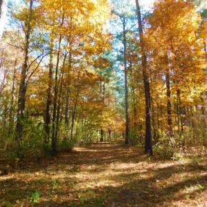 Photo of UNDER CONTRACT!  196.4 Acres of Residential and Timber Land For Sale in Edgecombe County NC!