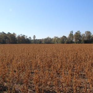 Photo of SOLD!  6 Acres of Farm and Hunting Land For Sale in Sampson County NC!