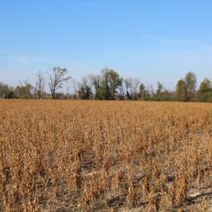 Photo of SOLD!  6.6 Acres of Farm and Hunting Land For Sale in Sampson County NC!