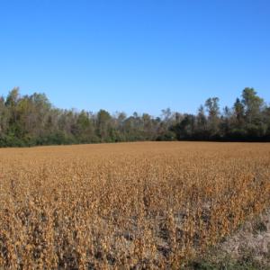 Photo of SOLD!  65 Acres of Hunting and Farm Land For Sale in Sampson County NC!