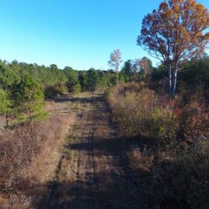 Photo of UNDER CONTRACT!  70.53 Acres of Hunting and Timber Land For Sale in Edgecombe County NC!