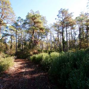 Photo of UNDER CONTRACT!  60 Acres of Bear and Deer Hunting Land For Sale in Hyde County NC!