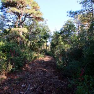 Photo of UNDER CONTRACT!  60 Acres of Bear and Deer Hunting Land For Sale in Hyde County NC!