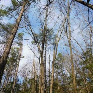 Photo of UNDER CONTRACT!  36.69 Acres of Farm and Timber Land For Sale In Edgecombe County NC!