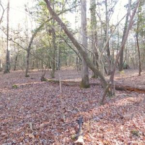 Photo of UNDER CONTRACT!  26.89 Acres of Residential and Timber Land For Sale in Edgecombe County NC!