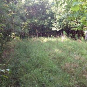 Photo of UNDER CONTRACT!  289 Acres of Hunting and Timber Land For Sale in Tyrrell County NC!