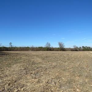 Photo of UNDER CONTRACT!  70 Acres of Farm and Timber Land For Sale in Hoke County NC!