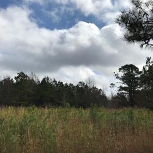 Photo of SOLD!  21 Acres of Farm and Timber Land For Sale in Perquimans County NC!