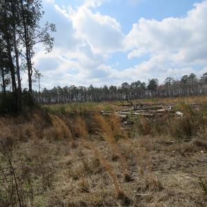 Photo of UNDER CONTRACT!  34.98 Acres of Residential Hunting and Timber Land For Sale in Robeson County NC!