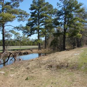 Photo of UNDER CONTRACT!  36 Acres of Farm and Timber Land For Sale in Robeson County NC!