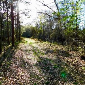 Photo of UNDER CONTRACT!  115 Acres of Hunting Land For Sale in Wilson County NC!