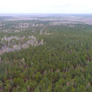 Photo of UNDER CONTRACT!  34 Acres of Timber and Hunting Land For Sale in Pamlico County NC!