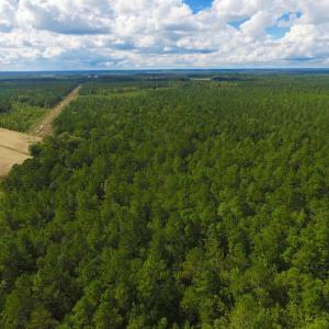 Photo of UNDER CONTRACT!  34 Acres of Timber and Hunting Land For Sale in Pamlico County NC!