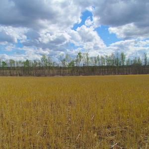 Photo of UNDER CONTRACT!  150 Acres of Farm and Hunting Land For Sale in Sussex County VA!