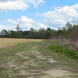 Photo of UNDER CONTRACT!  150 Acres of Farm and Hunting Land For Sale in Sussex County VA!