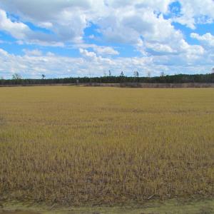 Photo of UNDER CONTRACT!  150 Acres of Farm and Hunting Land For Sale in Sussex County VA!