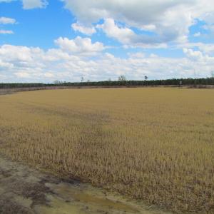 Photo of UNDER CONTRACT!  150 Acres of Farm and Hunting Land For Sale in Sussex County VA!