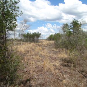 Photo of UNDER CONTRACT!  150 Acres of Farm and Hunting Land For Sale in Sussex County VA!