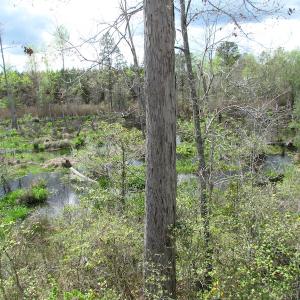 Photo of UNDER CONTRACT!  150 Acres of Farm and Hunting Land For Sale in Sussex County VA!