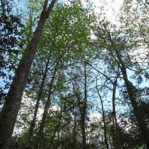 Photo of UNDER CONTRACT!  150 Acres of Farm and Hunting Land For Sale in Sussex County VA!