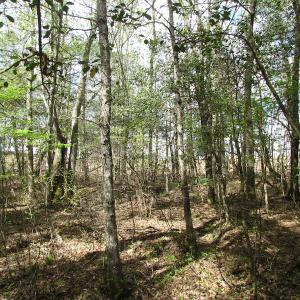 Photo of UNDER CONTRACT!  150 Acres of Farm and Hunting Land For Sale in Sussex County VA!