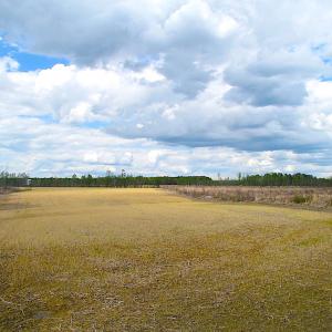 Photo of UNDER CONTRACT!  150 Acres of Farm and Hunting Land For Sale in Sussex County VA!