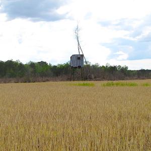 Photo of UNDER CONTRACT!  150 Acres of Farm and Hunting Land For Sale in Sussex County VA!