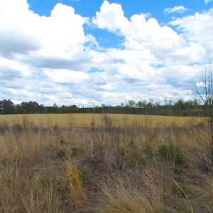 Photo of UNDER CONTRACT!  150 Acres of Farm and Hunting Land For Sale in Sussex County VA!