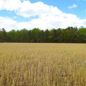 Photo of UNDER CONTRACT!  150 Acres of Farm and Hunting Land For Sale in Sussex County VA!