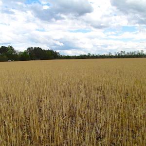 Photo of UNDER CONTRACT!  150 Acres of Farm and Hunting Land For Sale in Sussex County VA!