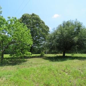 Photo of UNDER CONTRACT!  26 Acres of Farm and Timber Land with Home Site For Sale in Bladen County NC!
