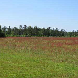 Photo of UNDER CONTRACT!  190 Acres of Residential Farm and Timber Land for Sale in Columbus County NC!