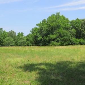 Photo of UNDER CONTRACT!  20.46 Acres of Pasture and Timber Land For Sale in Columbus County NC!
