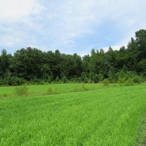 Photo of SOLD!  101 Acres of Hunting Land For Sale in Cumberland County NC!