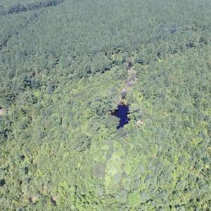 Photo of UNDER CONTRACT!  29 Acres of Hunting and Timber Land in Greensville County VA!