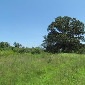 Photo of UNDER CONTRACT!  29 Acres of Hunting and Timber Land in Greensville County VA!