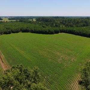 Photo of UNDER CONTRACT!  61.43 Acres of Farm and Timber Land For Sale in Wilson County NC!
