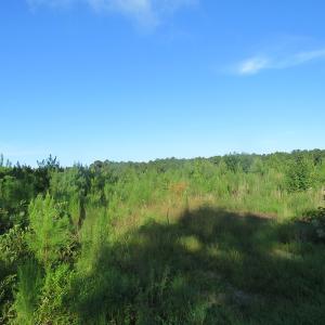 Photo of UNDER CONTRACT!  27.72 Acres of Timber and Hunting Land for Sale in Pender County NC!