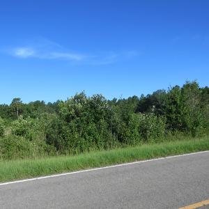 Photo of UNDER CONTRACT!  27.72 Acres of Timber and Hunting Land for Sale in Pender County NC!