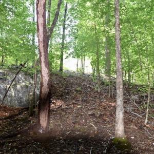 Photo of UNDER CONTRACT!  10 Acres of Hunting Land For Sale in Henry County VA!