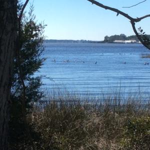 Photo of UNDER CONTRACT!  1.24 Acre Waterfront Lot For Sale on the Bay River in Pamlico County NC!