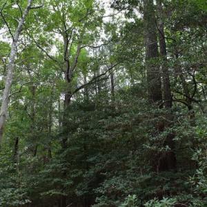 Photo of UNDER CONTRACT!  16 Acres of Hunting Land For Sale in Accomack County VA!