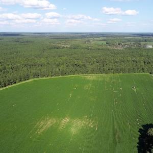 Photo of UNDER CONTRACT!  650 Acres of Farm and Timber Land For Sale in Halifax County NC!