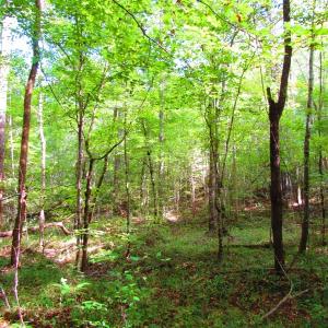 Photo of UNDER CONTRACT!  10.08 Acres of Hunting Land For Sale in Warren County NC!