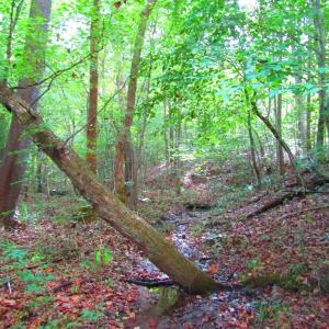 Photo of UNDER CONTRACT!  10.08 Acres of Hunting Land For Sale in Warren County NC!