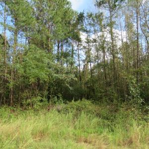 Photo of UNDER CONTRACT!  70 Acres of Hunting Land For Sale in Robeson County NC!