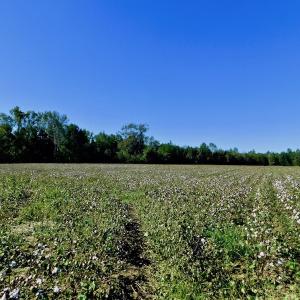 Photo of UNDER CONTRACT!  24.5 Acres of Farm and Hunting Land For Sale in Halifax County NC!
