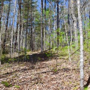 Photo of UNDER CONTRACT!  6 Acres of Hunting and Recreational Land with Cabin For Sale in Amherst County VA!