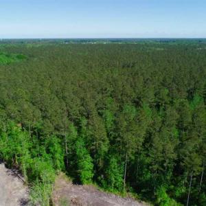 Photo of SOLD!!  20.4 Acres of Hunting and Timber Land For Sale in Jones County NC!
